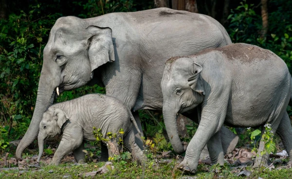 12 ส.ค."วันช้างโลก" ร่วมอนุรักษ์ เพื่อรักษาสมดุลของระบบนิเวศ