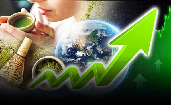 "มัทฉะ" ขาดตลาดทั่วโลกราคาทุบสถิติขึ้นสูงสุด 100%