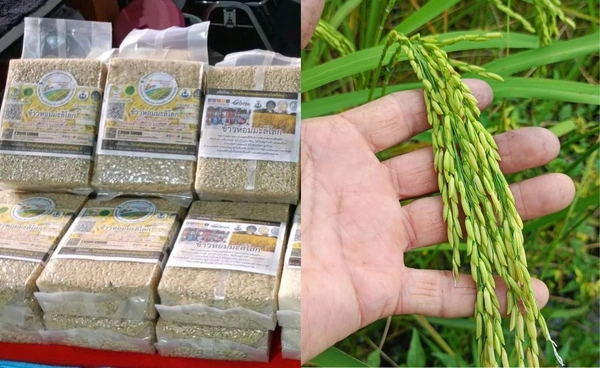ดัน “ข้าวเขียวหยก” หอมมะลิ 105 สินค้ามูลค่าสูงทางเลือกใหม่ให้เกษตรกร