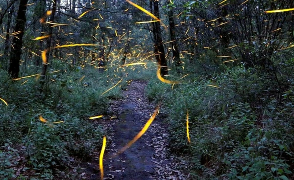 หิ่งห้อยเสี่ยงสูญพันธุ์ จากโลกร้อน แสงรบกวน สารเคมี   