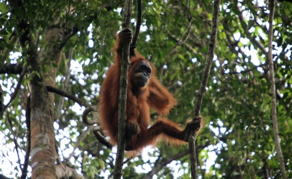 วิกฤตน้ำท่วม “อินโดนีเซีย” ทำอุรังอุตังหายากเสี่ยงสูญพันธุ์ ป่าหาย ไร้อาหาร ไม่มีที่หลบภัย