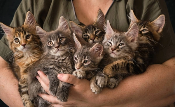 "แมวบำบัด" (cat therapy) เพื่อนหลังสงคราม ที่ช่วยเยียวยาทหาร จากอาการ PTSD