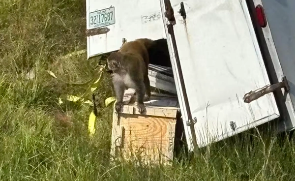 ลิงทดลองหลุดหลังรถบรรทุกคว่ำในสหรัฐฯ หวั่นเชื้อหลุด