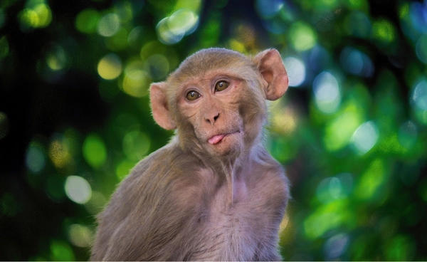 ลิงทดลองหลุดในสหรัฐฯ เจ้าหน้าที่กำจัดทิ้งได้เกือบหมด แต่ยังเหลือ 1 ตัวที่รอดไปได้