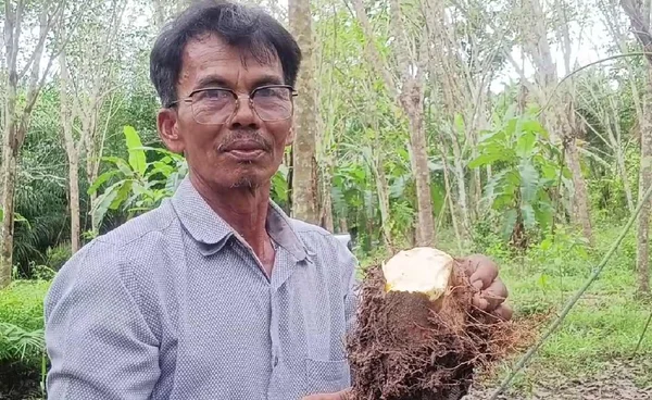 "สร้างรายได้" ดีกว่า ปลูก"กลอย"ในร่องสวนยาง ทำเงินครึ่งแสนต่อปี  | เรื่องดีดีทั่วไทย | 16-12-68