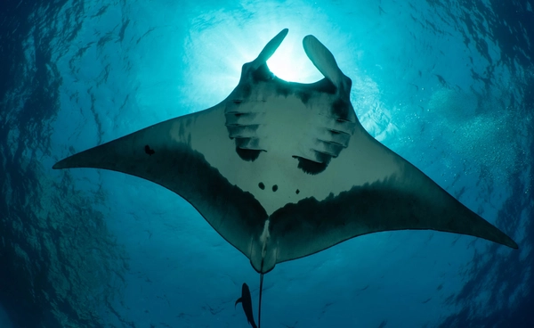 ปลากระเบนแมนตาใช้ Google Map ธรรมชาติด้วยการดำน้ำลึกกว่า 1,200 เมตร เพื่อนำทางในมหาสมุทร