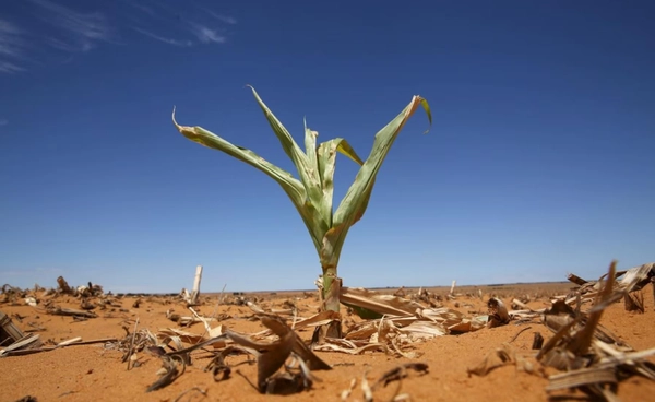 เมื่อโลกเคยร้อนจัด  จนพืชหยุดทำงาน   บทเรียนจาก 56 ล้านปีก่อน