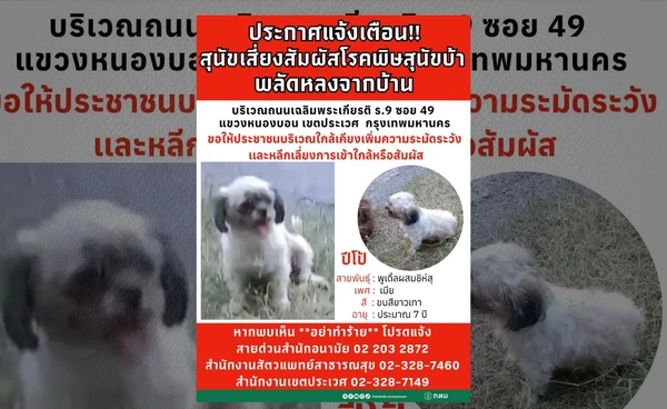 กทม.ประกาศแจ้งเตือนเจอน้องปีโป้ อย่าจับ อย่าทำร้าย เป็นสุนัขเฝ้าระวังโรคพิษสุนัขบ้า 