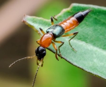 เตือนระวัง! แมลงก้นกระดก พบคนป่วยโรคเบาหวานถูกกัด แผลบวมแดง ใจสั่น ถึงขั้นช็อก