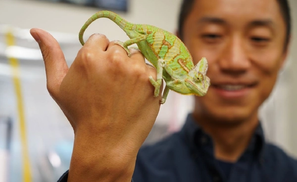 ลิ้นซาลาแมนเดอร์-กิ้งก่า  พุ่งแรงดั่งหนังสติ๊ก!  จุดประกายนวัตกรรมใหม่