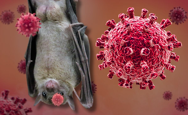 นักวิทย์ออสเตรเลียพบไวรัสสายพันธุ์ใหม่ในค้างคาวแม่ไก่