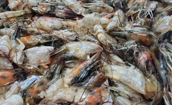 เปลี่ยนเศษกุ้งไร้ค่า  เป็นอาวุธดักจับคาร์บอน