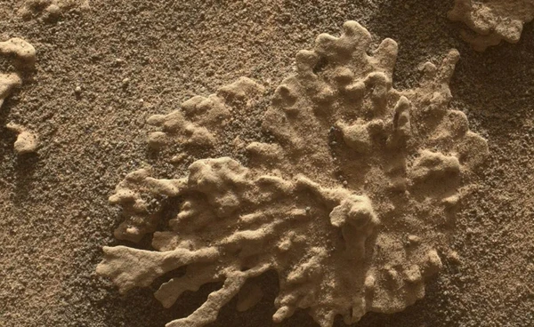 ยานสำรวจคิวริออซิตี (Curiosity) ฉลอง 13 ปี บนดาวอังคาร ด้วยการส่งภาพหินปะการังดาวอังคารกลับมายังโลก