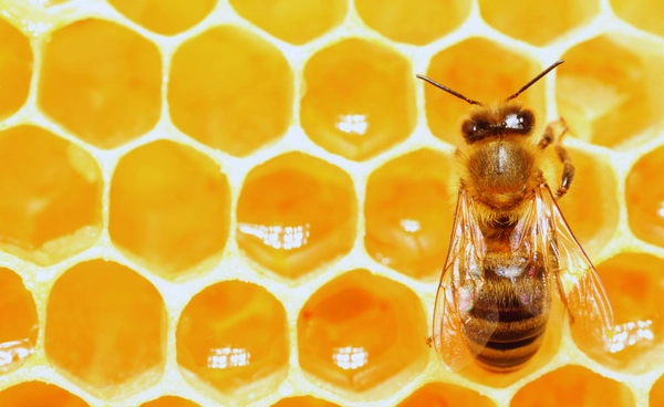 ค้นพบ "พิษผึ้ง" กำราบเซลล์มะเร็งเต้านม เปิดทางสู่แนวทางการรักษาใหม่