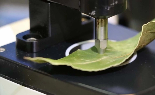 สเปนสร้างเครื่องเช็กผลไม้ ตรวจสอบความสุกด้วย “ใบ” ไม่ต้องเด็ดผลก็รู้ว่าสุกไหม !!