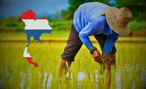 อัดงบ 5 หมื่นล้าน "นบข." เข็น 4 โครงการช่วยชาวนา พยุงราคาข้าวนาปี 68/69 