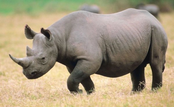 22 ก.ย. “วันแรดโลก”  เตือนใจสัตว์ใหญ่ใกล้สูญพันธุ์