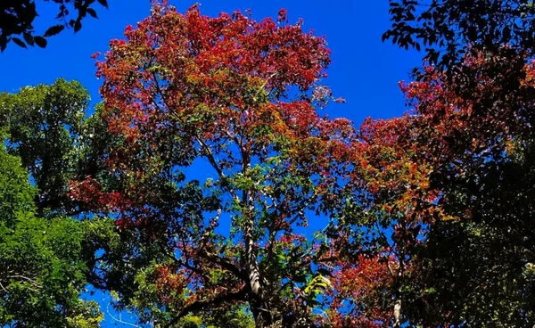 "เมเปิลแดง" เริ่มเปลี่ยนสีรับลมหนาว เขตรักษาพันธุ์สัตว์ป่าภูหลวง 