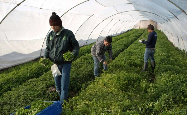 แรงงานไทยในตะวันออกกลางยังปลอดภัย ยังไม่มีคนขอกลับประเทศ 