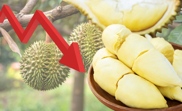 ราคาทุเรียนสดปี69 ยังต่ำกว่า 100 บ./กก. 