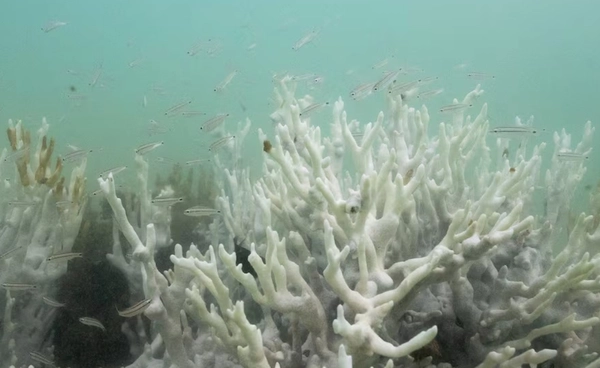 โลกเดือดเร็วเกินคาด  ทำ “แนวปะการัง” กำลังตาย  แบบไม่อาจฟื้นคืนได้อีก!