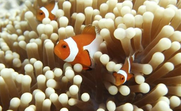 ทะเลแดงร้อนจัด ปลาการ์ตูนตาย 94-100% สัญญาณโลกร้อนใกล้ถึงจุดวิกฤต