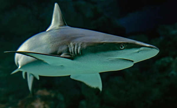 “ออสเตรเลีย” เดินหน้าติดแท็กฉลาม แจ้งตำแหน่งเรียลไทม์ เตือนภัยนักท่องเที่ยว