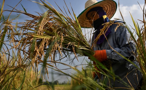 เงินช่วยเหลือชาวนา พร้อมโอนช่วยไร่ละ 1,000 บาท เริ่ม 1 ก.ย. 68