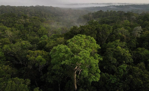 ป่าไม้ทั่วโลกวิกฤต!  ปรับตัวช้า ไม่ทันโลกร้อน