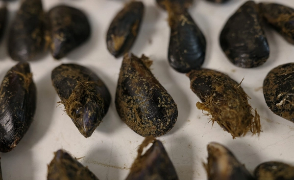 “หอยแมลงภู่” กำลังเตือนมนุษย์ มหาสมุทรเต็มไปด้วยขยะพลาสติก