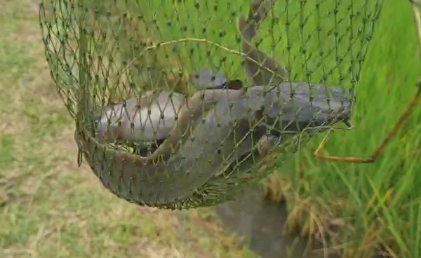 "เลี้ยงปลาในนาข้าว"วิถีทำเงินช่วยลดต้นทุนเพิ่มรายได้  | เรื่องดีดีทั่วไทย | 10-09-68