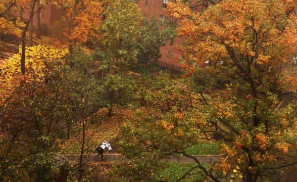 ฤดูใบไม้ร่วงในสหรัฐฯ กำลังถูกโลกร้อนขโมยสีสัน