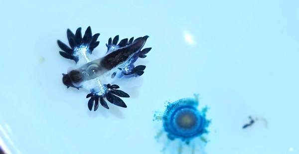 ห้ามสัมผัสเด็ดขาด มังกรทะเลสีน้ำเงิน สัตว์ทะเลสุดน่ารักแต่พิษร้ายแรง