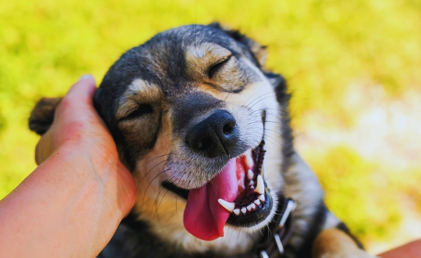 นักวิทยาศาสตร์พัฒนา "ยาชะลอวัยสุนัข" คาดเปิดตัวอย่างเป็นทางการปีหน้า 