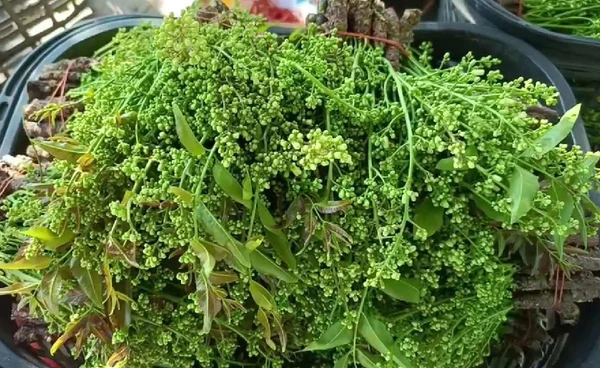 "สะเดามันทวาย"นอกฤดู  ดูแลง่าย ขายได้ต่อเนื่อง  | เรื่องดีดีทั่วไทย | 22-10-68