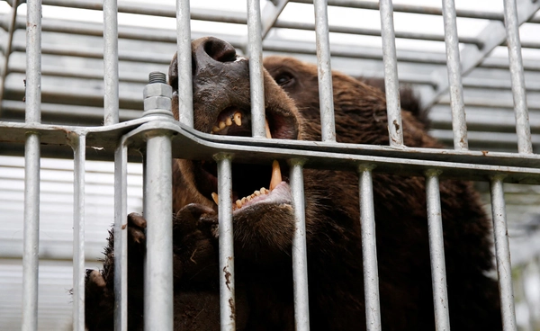 ญี่ปุ่นส่งกองกำลังช่วยจับหมีในจังหวัดอากิตะ หวั่นเกิดเหตุทำร้ายคนซ้ำ