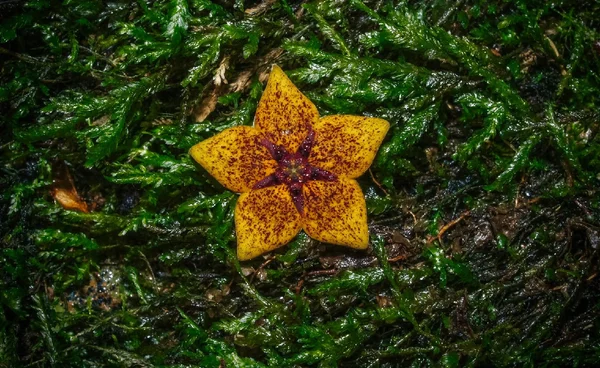 พบพืชหายากของโลกหลังหายไปนานนับร้อยปี  พบอีกครั้งในป่าดิบที่เชียงราย