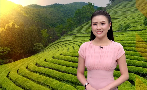 ตลาด “ชาอินเดีย” สั่นคลอน โลกร้อนทำผลผลิตร่วง ราคาพุ่ง