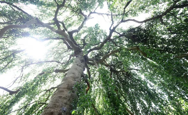 ปลูกต้นไม้เพื่อแก้โลกร้อน?  คิดใหม่อีกครั้ง