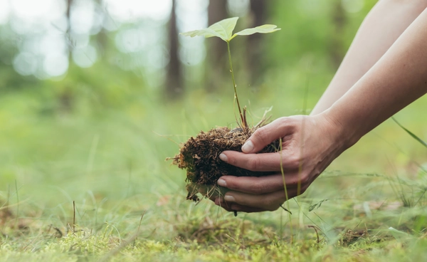 ปลูกต้นไม้ 1 ต้น ต่อประชากร 1 คน “เปรู” งัดแผนสู้โลกร้อน