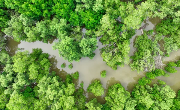 ตัดไม้ทำลายป่า เสี่ยงน้ำท่วมเพิ่ม 8 เท่า งานวิจัยชี้ อนาคตมนุษย์อาจอยู่ไม่ได้