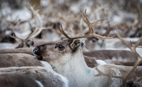 คริสต์มาสอาจไร้ “เรนเดียร์” เสี่ยงสูญพันธุ์ 80% เหตุโลกร้อน