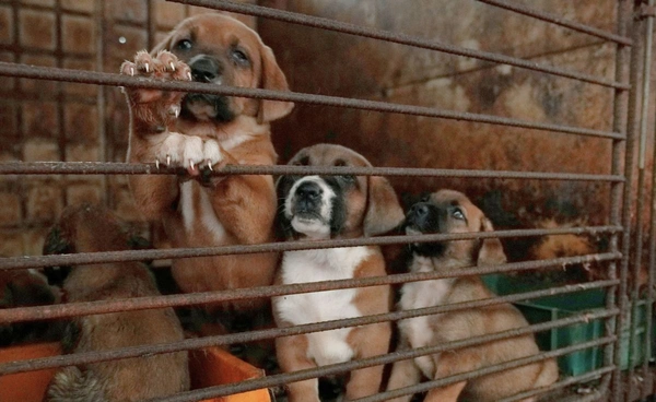 ทำไมเกาหลีใต้อาจต้องจำใจการุณยฆาต สุนัขกว่า 500,000 ตัว ทั้งที่แบนบริโภค-จำหน่าย เนื้อสุนัขแล้ว