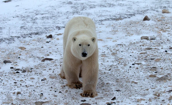 DNA หมีขั้วโลกเริ่มปรับตัว  รับมือโลกเดือด เพื่อเอาชีวิตรอด  ท่ามกลางวิกฤตน้ำแข็งละลาย