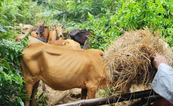 ​เปิดเกณฑ์เยียวยา​ปศุสัตว์ ​น้ำท่วม​ภาคใต้ สูงสุด 39,000 บาทต่อตัว เช็กเลยที่นี่!