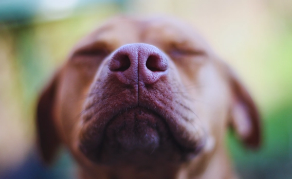 ใช้สุนัขดมกลิ่น-AI ตรวจหามะเร็ง ความแม่นยำสูงกว่า 90 เปอร์เซนต์