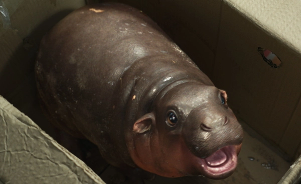 ส่องความน่ารัก “หมูเด้ง” ครั้งแรกโลดแล่นบนแผ่นฟิล์ม 