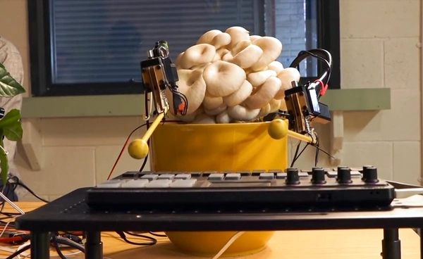 “Musical Mushrooms” เห็ดและพืชผสานเทคโนโลยี สร้างสรรค์ดนตรีแห่งชีวิต