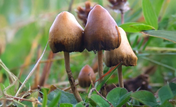 สารในเห็ดขี้ควาย อาจช่วยให้นักดื่ม “ลด” การดื่มลงได้ !?