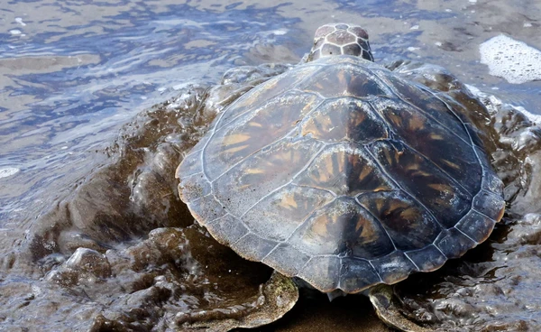 เต่าทะเลหนีโลกร้อน เปลี่ยนชายหาดวางไข่ สัญญาณเตือนโลกเริ่มไม่ไหว